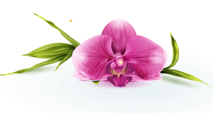 Orquideas en cali