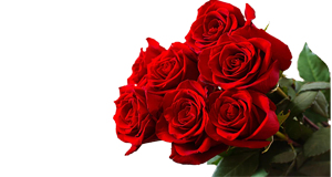 Rosas rojas en cali